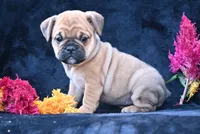 Princess, a female English Bulldog and Puggle for sale in Millersburg, OH – 7 of 10