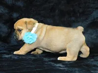 Teddy, a male English Bulldog for sale in Millersburg, OH – Photo 5 of 5