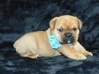 Teddy, a male English Bulldog for sale in Millersburg, OH – Photo 1 of 5