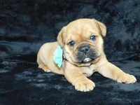 Teddy, a male English Bulldog for sale in Millersburg, OH – Photo 4 of 5