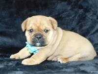 Teddy, a male English Bulldog for sale in Millersburg, OH – Photo 2 of 5