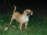 Rowdy, a male English Bulldog and Puggle for sale in Millersburg, OH – 10 of 10