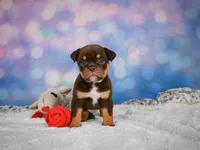 Molly, a female English Bulldog and Puggle for sale in Millersburg, OH – 4 of 10