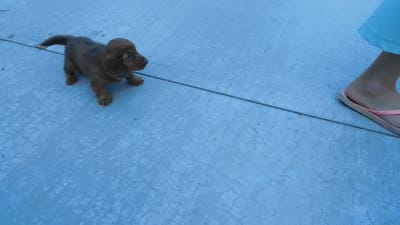 AKC Ruby, a female Miniature Dachshund for sale in Millersburg, OH – 10 of 10