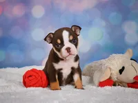 Claire (mini), a female English Bulldog and Puggle for sale in Millersburg, OH – 5 of 10