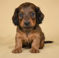 Rolo AKC, a male Miniature Dachshund for sale in Millersburg, OH – 5 of 9