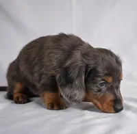Cody AKC, a male Miniature Dachshund for sale in Millersburg, OH – 5 of 9