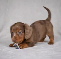 Rose AKC, a female Miniature Dachshund for sale in Millersburg, OH – 3 of 9