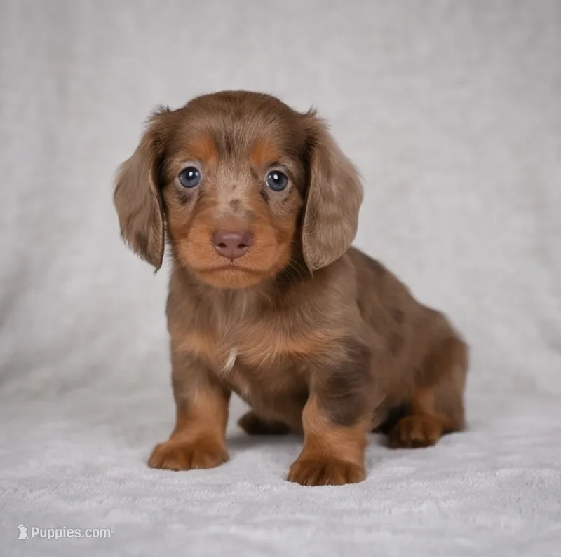 Rose AKC – Miniature Dachshund puppy for sale in Millersburg, OH