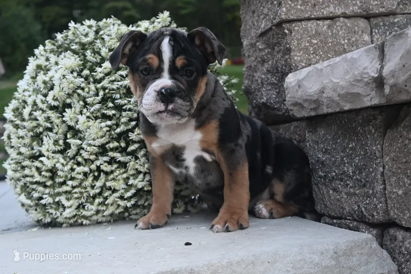 Mia (Mini) – English Bulldog, Puggle puppy for sale in Millersburg, OH