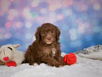 Jasper, a male Miniature Goldendoodle for sale in Millersburg, OH – 6 of 10