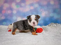 Bruno (mini), a male English Bulldog and Puggle for sale in Millersburg, OH – 7 of 10
