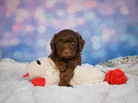 Benji, a male Miniature Goldendoodle for sale in Millersburg, OH – 4 of 8