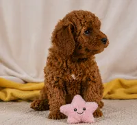 Jake, a male Cavapoo for sale in Millersburg, OH – 3 of 10