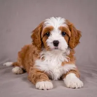 Reno, a male Cavapoo for sale in Millersburg, OH – 3 of 7