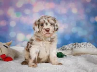 Lucy, a female Miniature Goldendoodle for sale in Millersburg, OH – 4 of 9