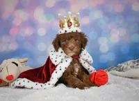 Jasper, a male Miniature Goldendoodle for sale in Millersburg, OH – 8 of 10