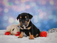 Addi (mini), a female English Bulldog and Puggle for sale in Millersburg, OH – 3 of 9
