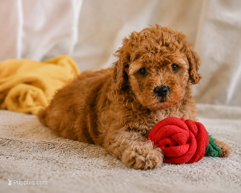Macy – Cavapoo puppy for sale in Millersburg, OH
