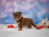 Chloe (mini), a female English Bulldog and Puggle for sale in Millersburg, OH – 6 of 10