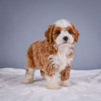 Teddy, a male Cavapoo for sale in Millersburg, OH – 4 of 8