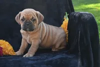 Ann, a female English Bulldog and Puggle for sale in Millersburg, OH – 4 of 10