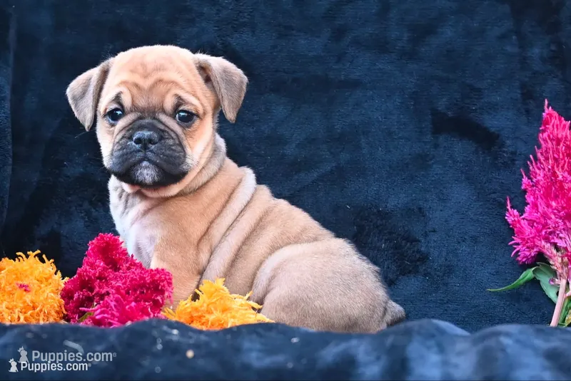 Princess, a female English Bulldog and Puggle for sale in Millersburg, OH – 1 of 10