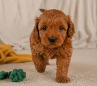 Jasper, a male Cavapoo for sale in Millersburg, OH – 3 of 9