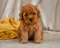 Macy, a female Cavapoo for sale in Millersburg, OH – 2 of 7