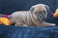 Darla, a female English Bulldog and Puggle for sale in Millersburg, OH – 4 of 10