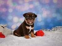 Molly, a female English Bulldog and Puggle for sale in Millersburg, OH – 7 of 10