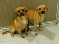 Darla, a female English Bulldog and Puggle for sale in Millersburg, OH – 10 of 10