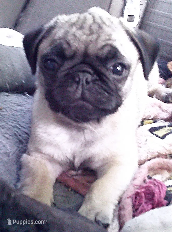 Little Fellow – Pug puppy for sale in Denver, CO