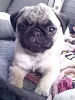 Little Fellow, a male Pug for sale in Denver, CO – 1 of 3