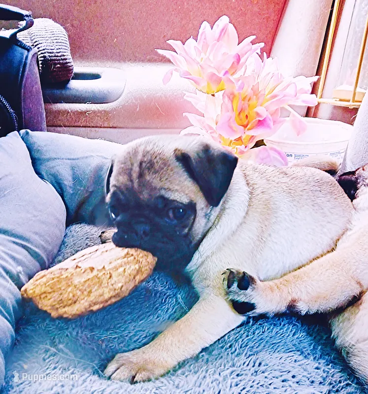 Butterfly 🦋  – Pug puppy for sale in Denver, CO