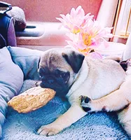 Butterfly 🦋 , a female Pug for sale in Denver, CO – 1 of 3