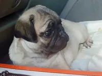Little Fellow, a male Pug for sale in Denver, CO – 3 of 3