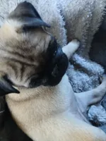 Butterfly 🦋 , a female Pug for sale in Denver, CO – 2 of 3