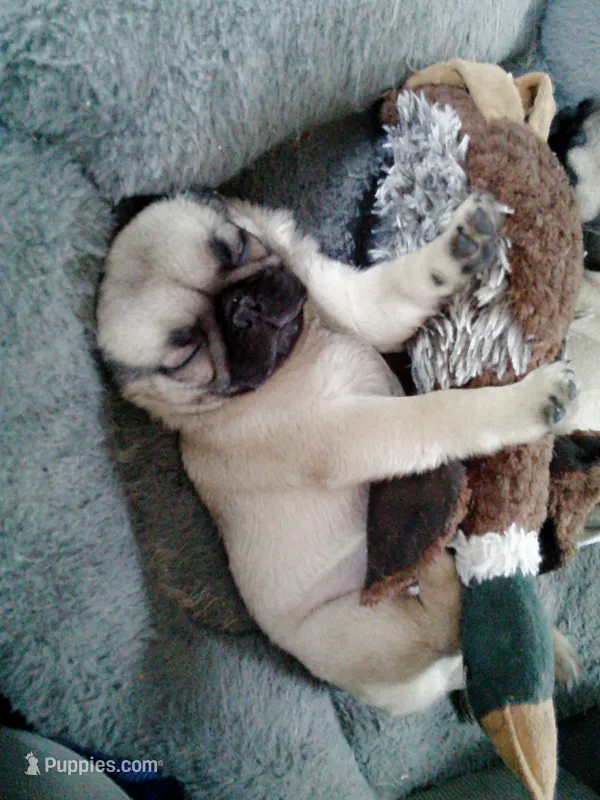 Ring Ring – Pug puppy for sale in Denver, CO