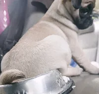 Little Fellow, a male Pug for sale in Denver, CO – 2 of 3