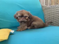 Imperial Jasper, a male Shih Tzu for sale in San Jose, CA – 7 of 10