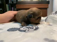 KitKat, a female Shih Tzu for sale in San Jose, CA – Photo 2 of 9