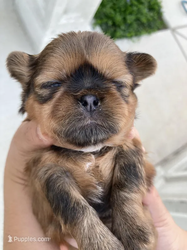 KitKat – Shih Tzu puppy for sale in San Jose, CA