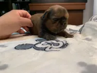 KitKat, a female Shih Tzu for sale in San Jose, CA – Photo 5 of 9