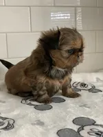 KitKat, a female Shih Tzu for sale in San Jose, CA – 2 of 8