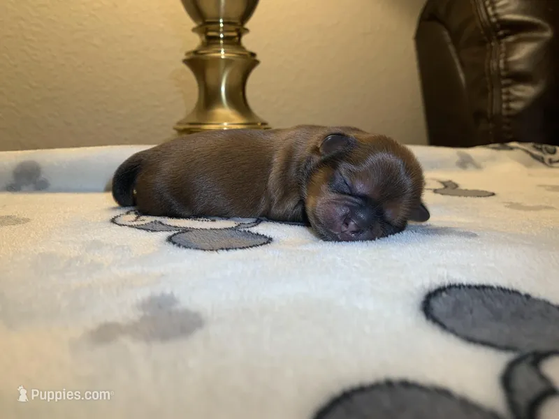 KitKat – Shih Tzu puppy for sale in San Jose, CA