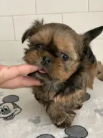KitKat, a female Shih Tzu for sale in San Jose, CA – 1 of 8