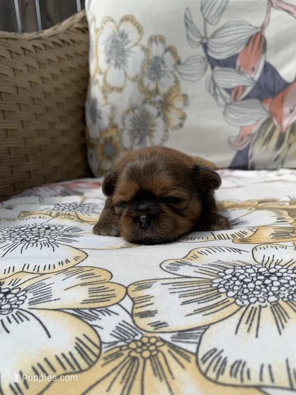 KitKat – Shih Tzu puppy for sale in San Jose, CA