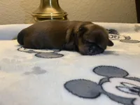 KitKat, a female Shih Tzu for sale in San Jose, CA – Photo 3 of 7