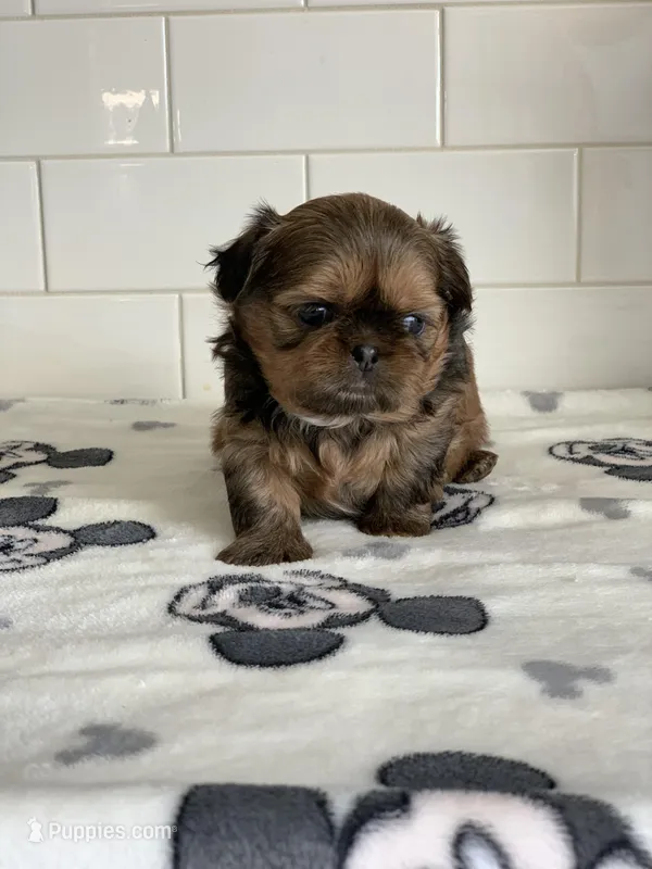 KitKat – Shih Tzu puppy for sale in San Jose, CA
